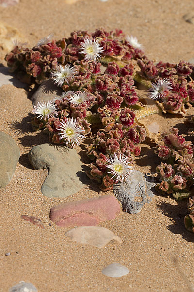 Mittagsblume (Mesembryanthemum theurkauffii)