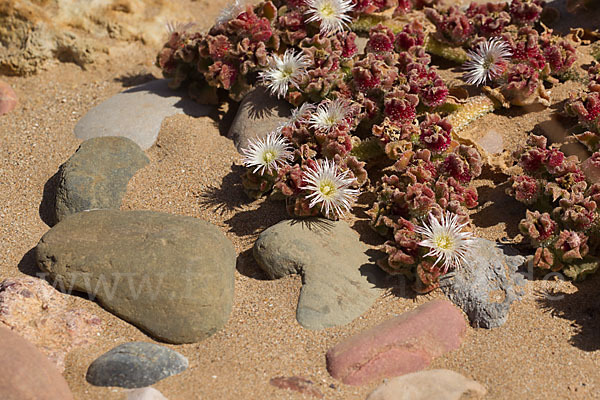 Mittagsblume (Mesembryanthemum theurkauffii)