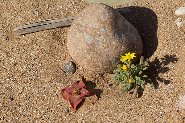 Mittagsblume (Mesembryanthemum theurkauffii)