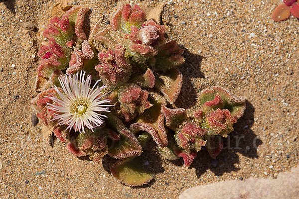 Mittagsblume (Mesembryanthemum theurkauffii)