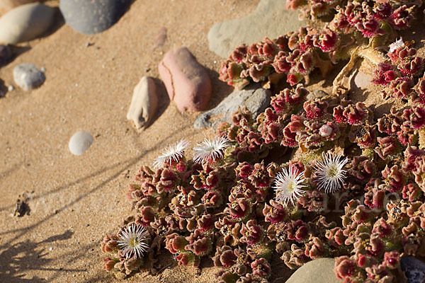 Mittagsblume (Mesembryanthemum theurkauffii)