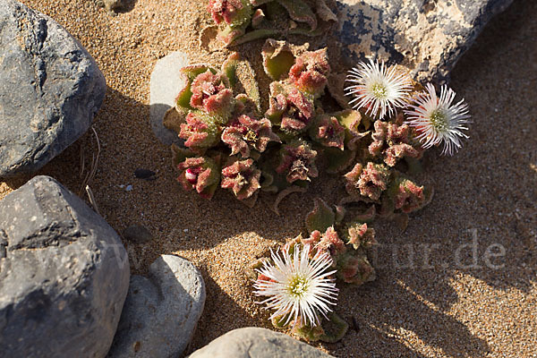 Mittagsblume (Mesembryanthemum theurkauffii)