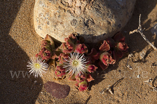 Mittagsblume (Mesembryanthemum theurkauffii)