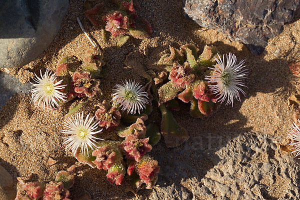 Mittagsblume (Mesembryanthemum theurkauffii)