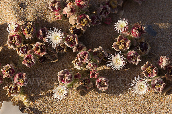 Mittagsblume (Mesembryanthemum theurkauffii)