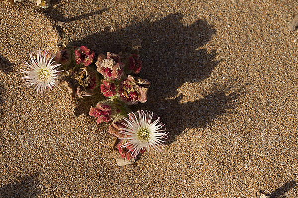 Mittagsblume (Mesembryanthemum theurkauffii)