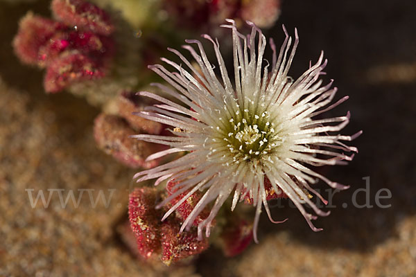 Mittagsblume (Mesembryanthemum theurkauffii)