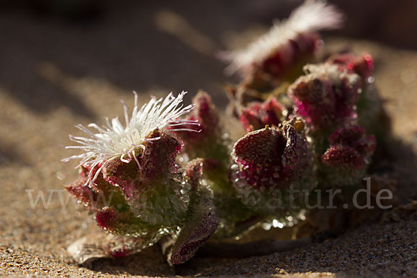 Mittagsblume (Mesembryanthemum theurkauffii)