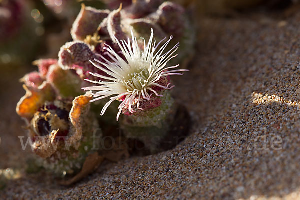 Mittagsblume (Mesembryanthemum theurkauffii)