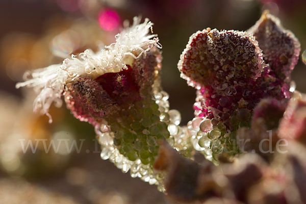 Mittagsblume (Mesembryanthemum theurkauffii)