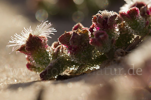 Mittagsblume (Mesembryanthemum theurkauffii)