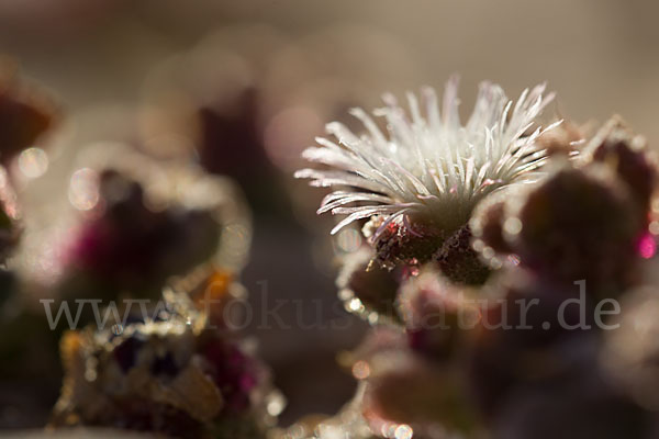 Mittagsblume (Mesembryanthemum theurkauffii)