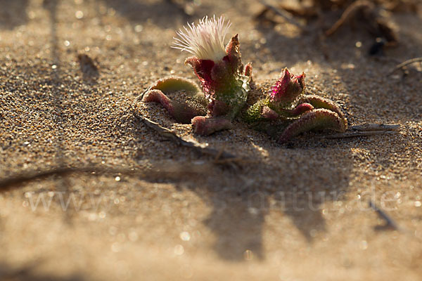 Mittagsblume (Mesembryanthemum theurkauffii)