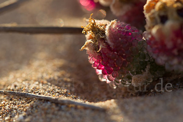 Mittagsblume (Mesembryanthemum theurkauffii)