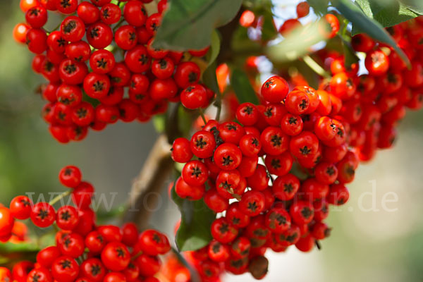 Mittelmeer-Feuerdorn (Pyracantha coccinea)