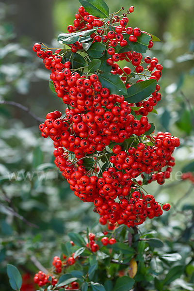 Mittelmeer-Feuerdorn (Pyracantha coccinea)