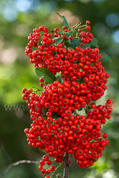 Mittelmeer-Feuerdorn (Pyracantha coccinea)