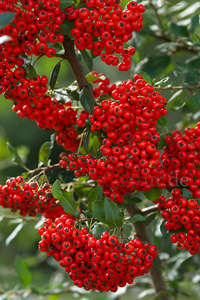 Mittelmeer-Feuerdorn (Pyracantha coccinea)