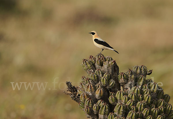 Mittelmeer-Steinschmätzer (Oenanthe hispanica)