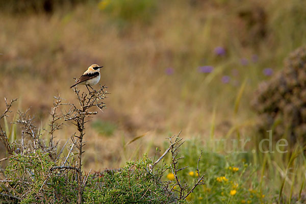 Mittelmeer-Steinschmätzer (Oenanthe hispanica)