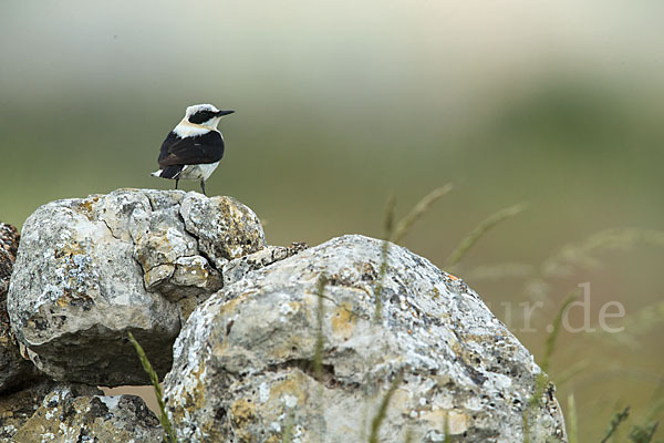 Mittelmeer-Steinschmätzer (Oenanthe hispanica)