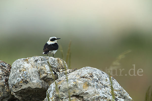 Mittelmeer-Steinschmätzer (Oenanthe hispanica)