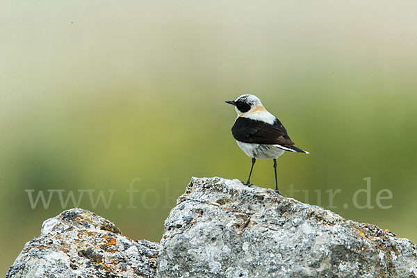 Mittelmeer-Steinschmätzer (Oenanthe hispanica)