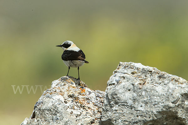 Mittelmeer-Steinschmätzer (Oenanthe hispanica)