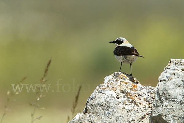 Mittelmeer-Steinschmätzer (Oenanthe hispanica)