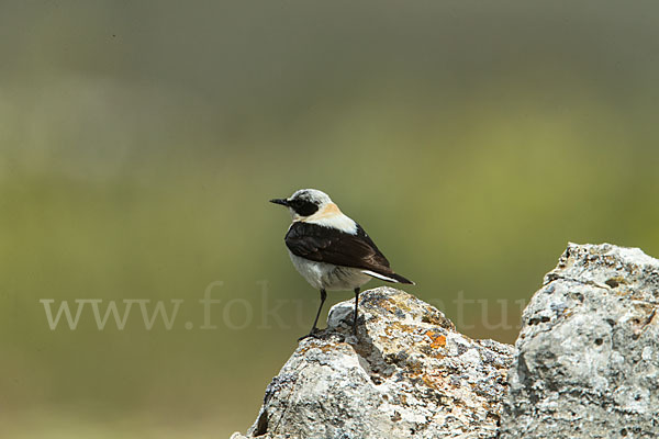 Mittelmeer-Steinschmätzer (Oenanthe hispanica)