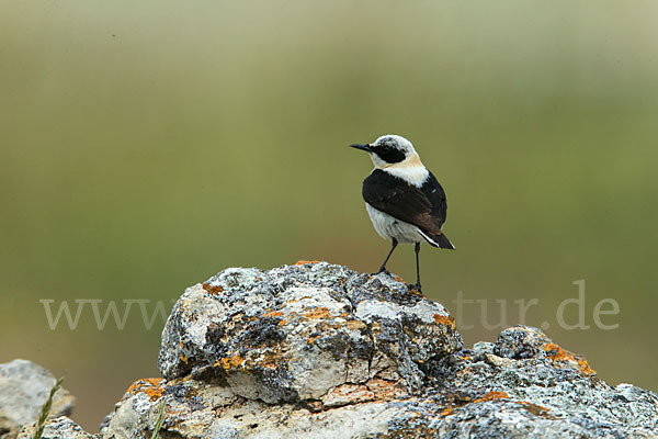 Mittelmeer-Steinschmätzer (Oenanthe hispanica)