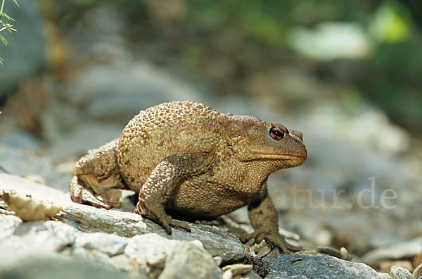 Mittelmeererdkröte (Bufo spinosus)