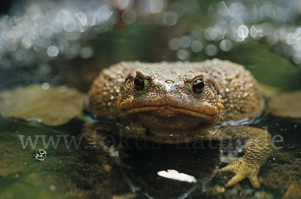 Mittelmeererdkröte (Bufo spinosus)