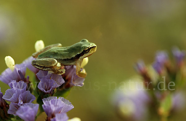 Mittelmeerlaubfrosch (Hyla meridionalis)