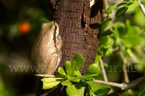 Mittelmeerlaubfrosch (Hyla meridionalis)