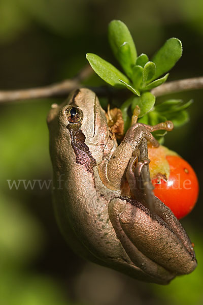 Mittelmeerlaubfrosch (Hyla meridionalis)