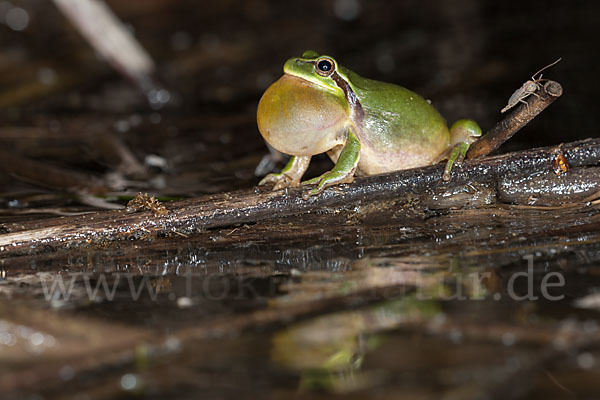 Mittelmeerlaubfrosch (Hyla meridionalis)