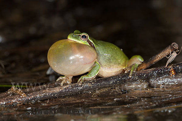 Mittelmeerlaubfrosch (Hyla meridionalis)