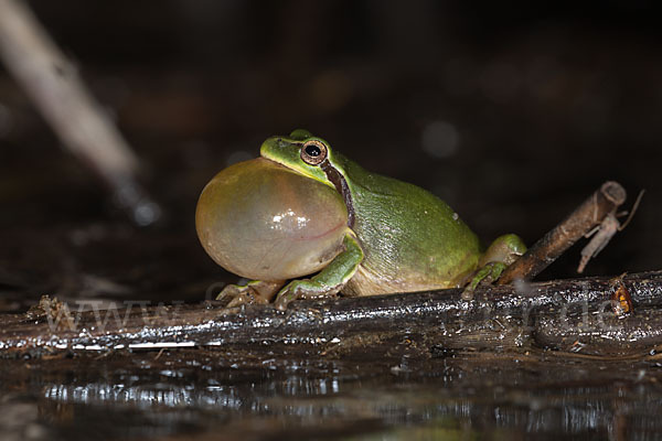 Mittelmeerlaubfrosch (Hyla meridionalis)