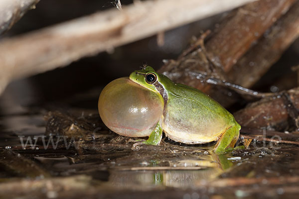 Mittelmeerlaubfrosch (Hyla meridionalis)