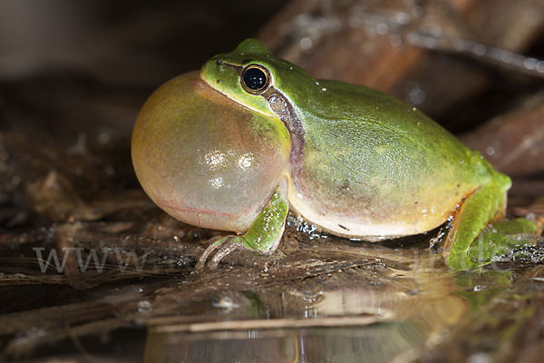 Mittelmeerlaubfrosch (Hyla meridionalis)