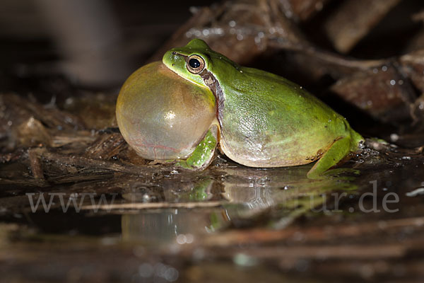 Mittelmeerlaubfrosch (Hyla meridionalis)