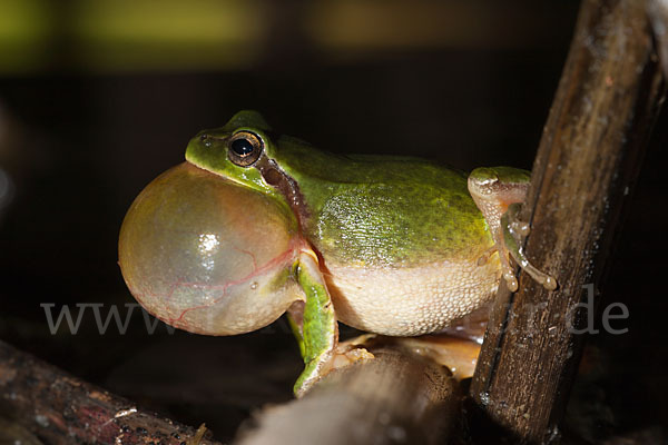 Mittelmeerlaubfrosch (Hyla meridionalis)