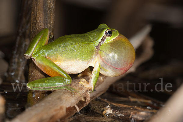 Mittelmeerlaubfrosch (Hyla meridionalis)