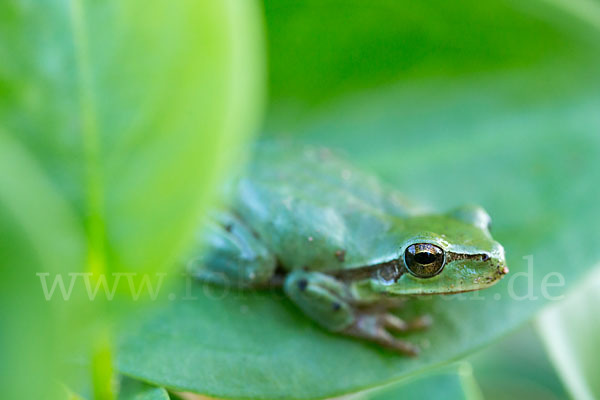 Mittelmeerlaubfrosch (Hyla meridionalis)