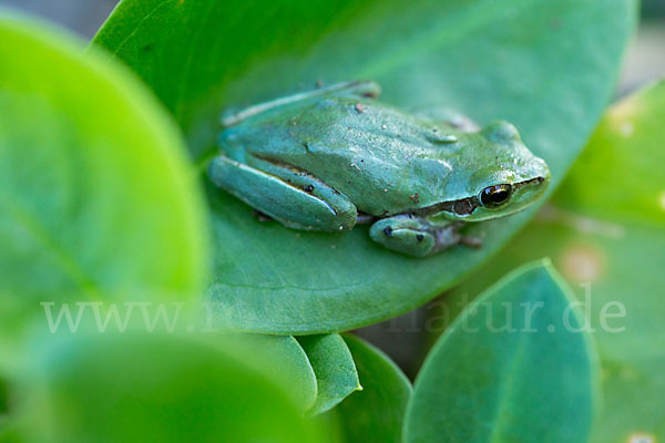 Mittelmeerlaubfrosch (Hyla meridionalis)