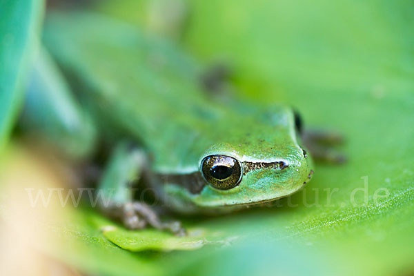 Mittelmeerlaubfrosch (Hyla meridionalis)