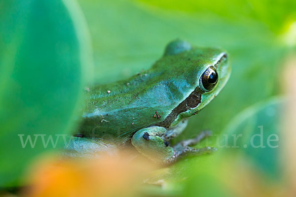 Mittelmeerlaubfrosch (Hyla meridionalis)