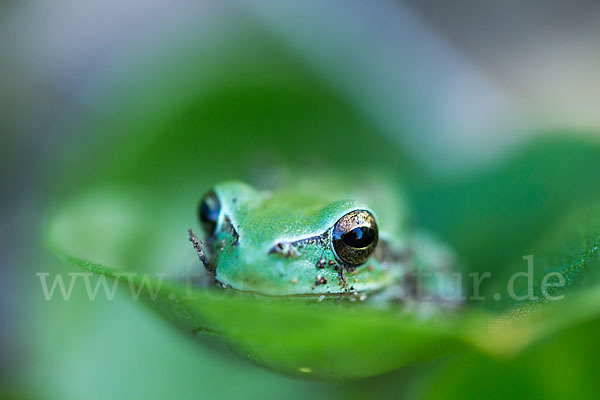 Mittelmeerlaubfrosch (Hyla meridionalis)