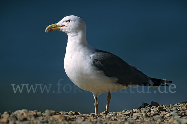 Mittelmeermöwe (Larus michahellis)